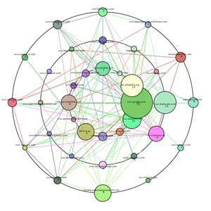 Global search engine optimization